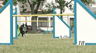 un grande cane saltando sopra il bastone giallo fs700 Odissea 7q