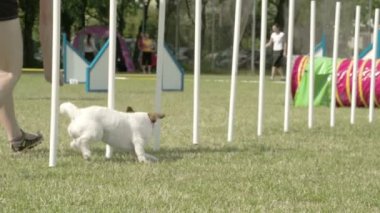 engelleri fs700 odyssey 7q üzerinde köpek çeviklik tanıtımları