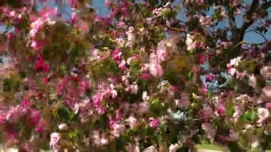 kiraz çiçek çiçekler fs700 odyssey 7q