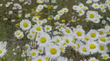 alan fs700 odyssey 7q üzerinde beyaz daises