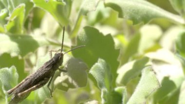 bir çekirge yaprağı fs700 odyssey 7q üzerinde