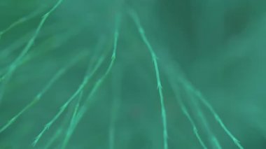 küçük bir örümcek bitki fs700 odyssey 7q yaprak üzerinde