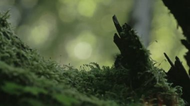 yeşil çimen ve ağaç fs700 odyssey 7q gövde üzerinde yosun