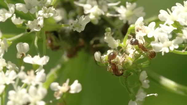 Dos áfidos arrastrándose sobre las flores FS700 Odyssey 7Q — Vídeos de Stock