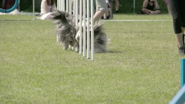 Ein süßer Hund macht Crossover-Bewegungen mit seinem Trainer fs700 odyssey 7q — Stockvideo