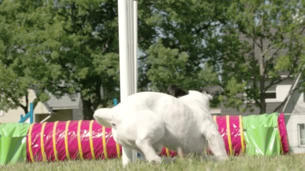 Een witte hond zijn wendbaarheid waarop een hond Toon fs700 odyssey 7q — Stockvideo