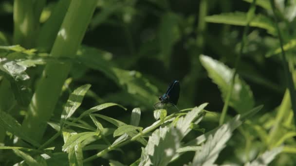 Eine blaue Libelle, die ihre Flügel ausbreitet fs700 odyssey 7q — Stockvideo