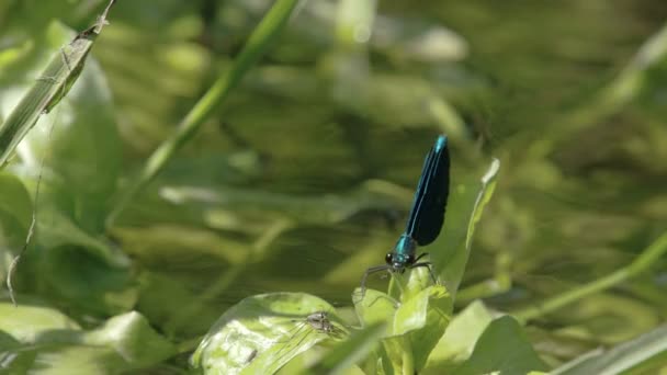 Kızböcekleri üstünde belgili tanımlık tepe-in yaprak fs700 odyssey 7q — Stok video
