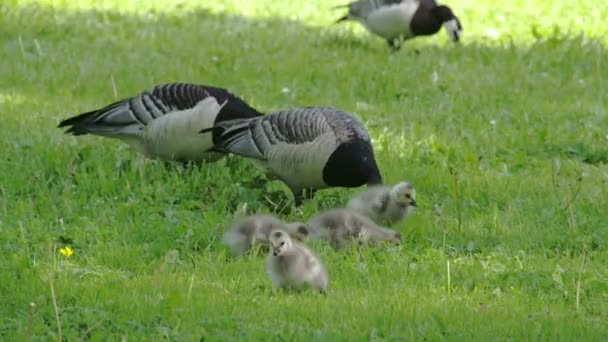 Tres ganso y cuatro goslings FS700 Odisea 7Q — Vídeos de Stock