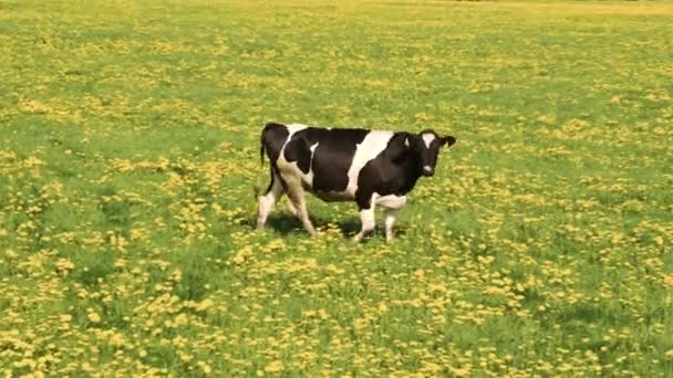 Черно-белая корова ходит по полю FS700 Odyssey 7Q — стоковое видео