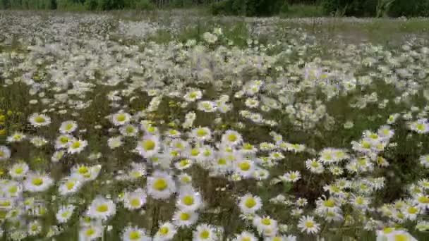 有很多白色雏菊 fs700 奥德赛 7q 草甸 — 图库视频影像