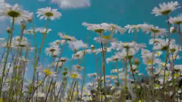 Stiele und Blüten der Gänseblümchen winken — Stockvideo