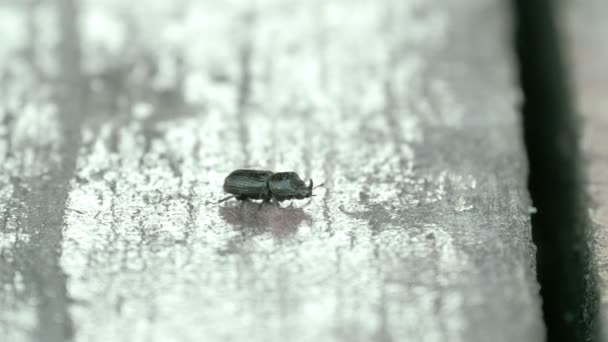 Ein schwarzer käfer kriecht an der wand fs700 odyssey 7q — Stockvideo