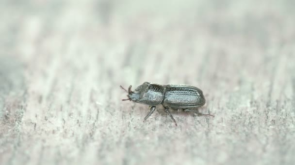 Un scarabée rampant si vite FS700 Odyssey 7Q — Video