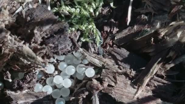 Witte eieren van slakken fs700 odyssey 7q — Stockvideo