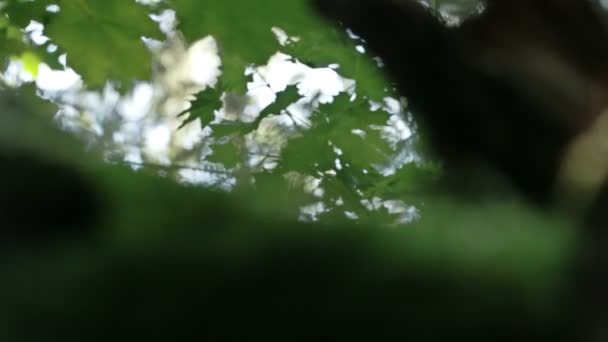 神秘的な森林 fs700 オデッセイ 7q に緑の小さな植物 — ストック動画