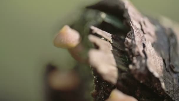 Champiñón musgoso creciendo en el tronco del árbol FS700 Odyssey 7Q — Vídeos de Stock