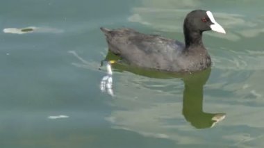 Gh4 Uhd gölünde yüzen küçük bir Avrasya Coot