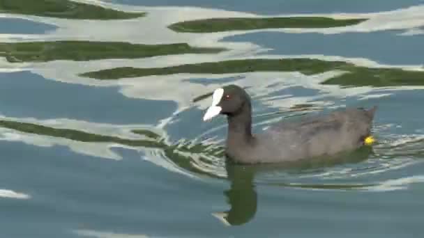 En svart sothöna flyter på sjön Gh4 UHD — Stockvideo