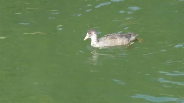 Ένα πουλί κουτ κολυμπάει στη λίμνη κωπηλατώντας τα πόδια του Gh4 UHD — Αρχείο Βίντεο