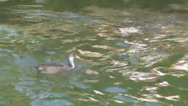 Una Coot eurasiática flotando y nadando en el lago GH4 UHD — Vídeo de stock