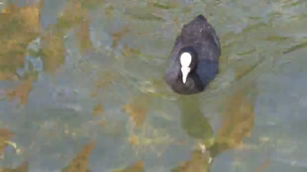 Barnet svart sothöna vickar hans huvud och simma i sjön Gh4 UHD — Stockvideo