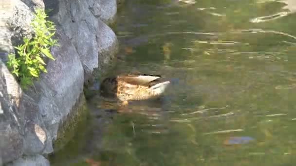 Ein Blässhuhn, der seinen Kopf unter das Wasser legt gh4 uhd — Stockvideo