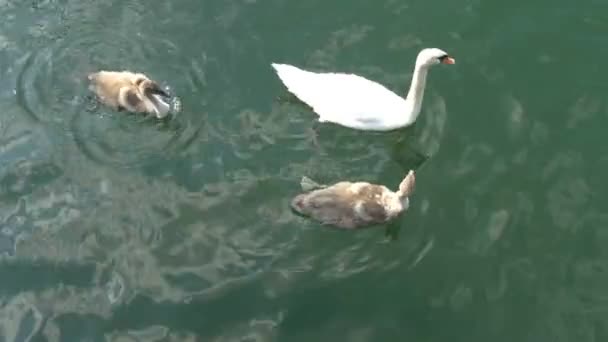 Three swan swimming on the lake GH4 UHD — Stock Video