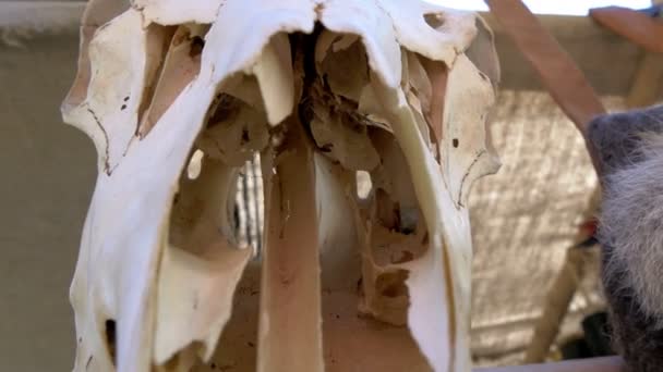 タリンエストニアGh4 Uhdに展示されているバイキングの白い頭蓋骨 — ストック動画