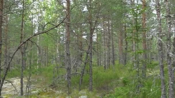 Spår av tallar i skogen i Estland Gh4 UHD — Stockvideo