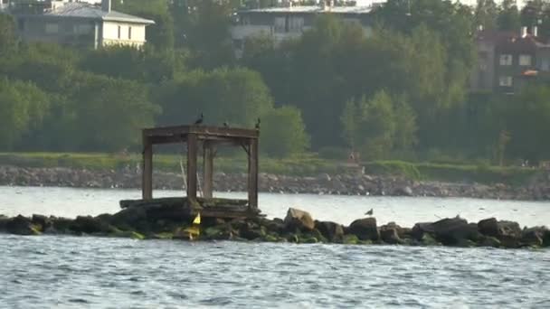 Some great cormorant birds are standing on the big rocks GH4 UHD — Stock Video