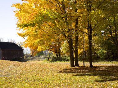 güzel sonbahar ağaçlar