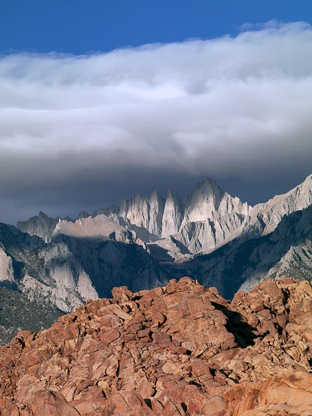 Picco pino solitario — Foto Stock