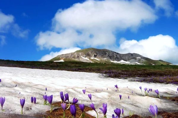 Spring op berg — Stockfoto