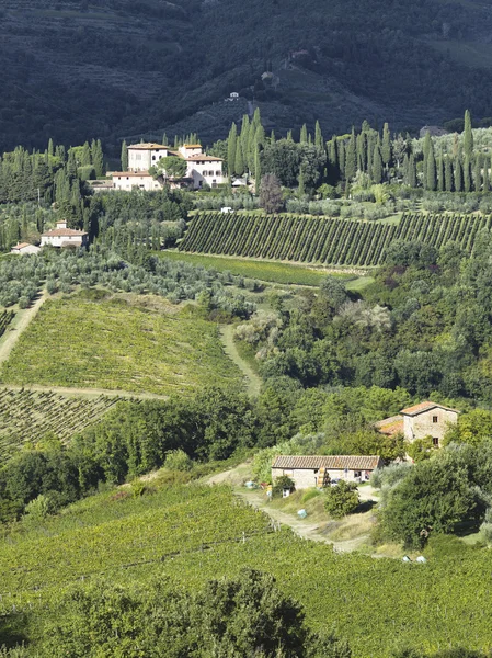 Vista de un viñedo toscano — Foto de Stock