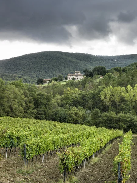 Winnica w Toskanii — Zdjęcie stockowe