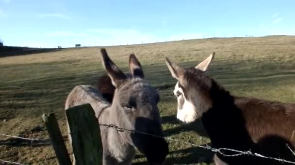 Três burros — Vídeo de Stock