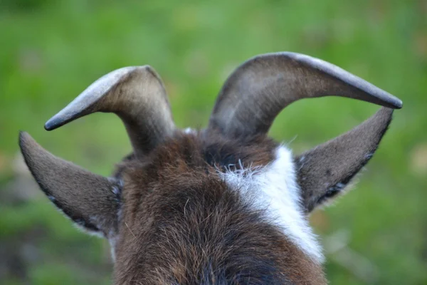 The different horns of goats — Stock Photo, Image