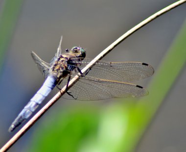 libellen - yusufçuk yaz