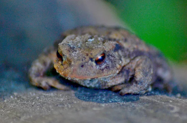 Kröte - ugly toad — Stock Photo, Image