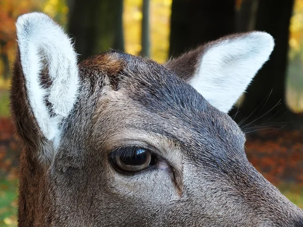 L'occhio di un cervo — Foto Stock