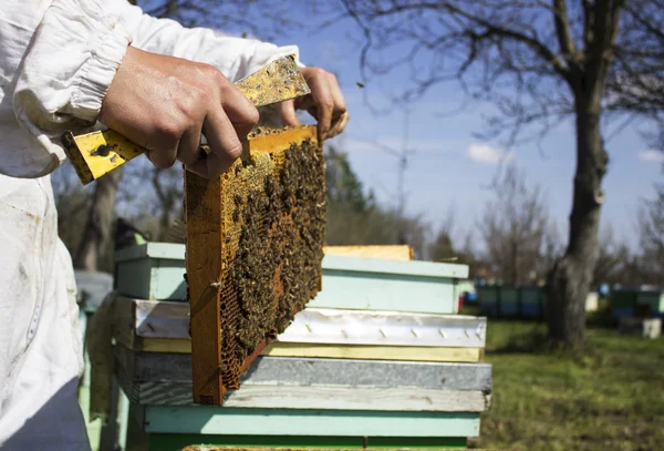 Peine de abeja con abejas en marcos — Foto de Stock