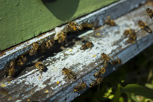 Bijen in de buurt van een bijenkorf — Stockfoto