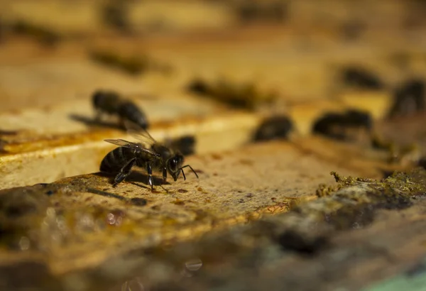 Les abeilles travaillent — Photo