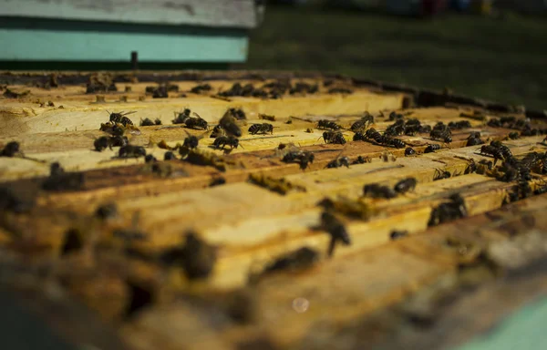Μέλισσες απασχομένος στα πλαίσια — Φωτογραφία Αρχείου