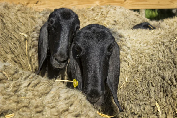 Twee schapen — Stockfoto