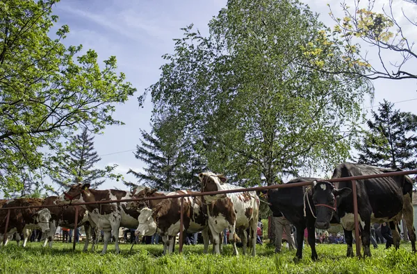 Vaches et taureaux — Photo