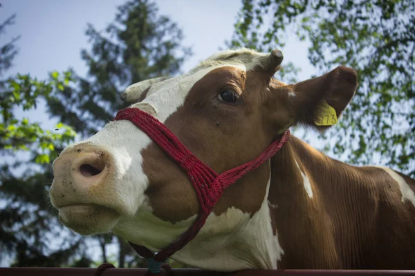 Cattle — Stock Photo, Image