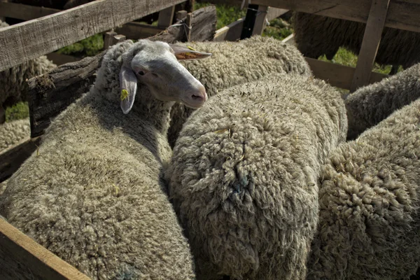 Sheep — Stock Photo, Image