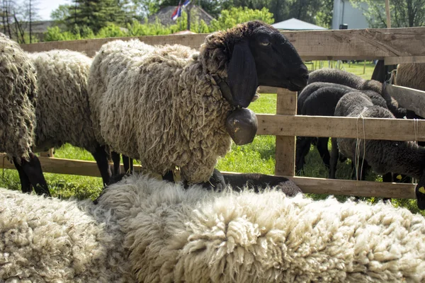 Schapen — Stockfoto